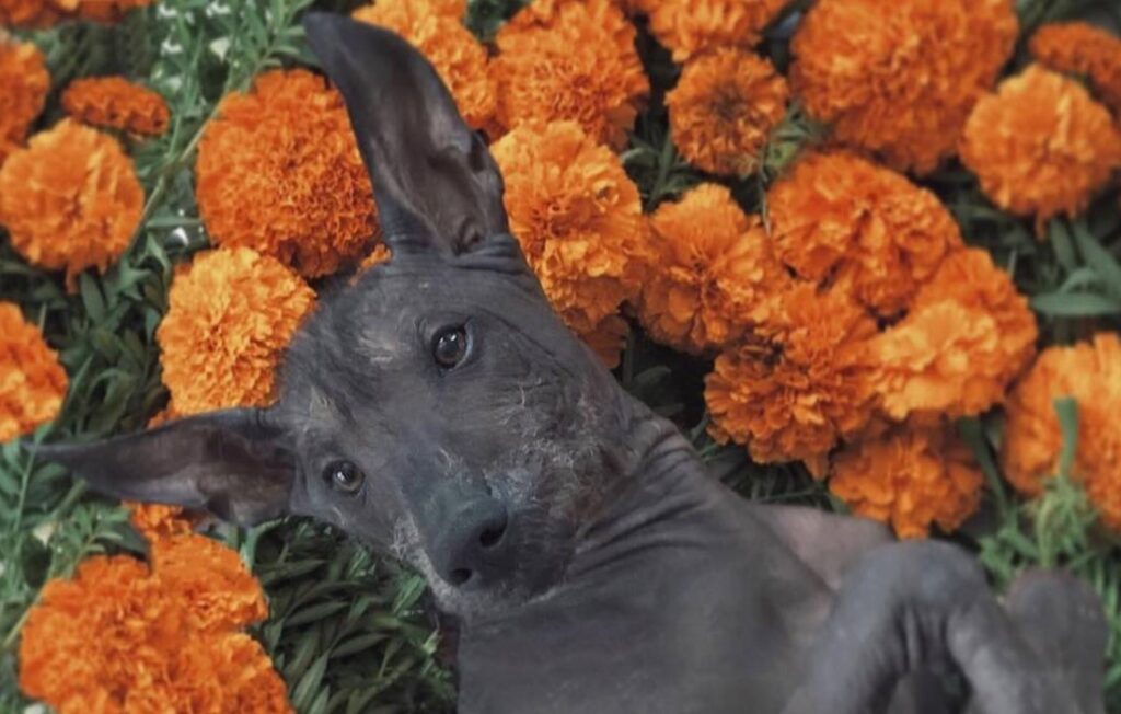 ¿La barbacoa inició con los xoloitzcuintles?