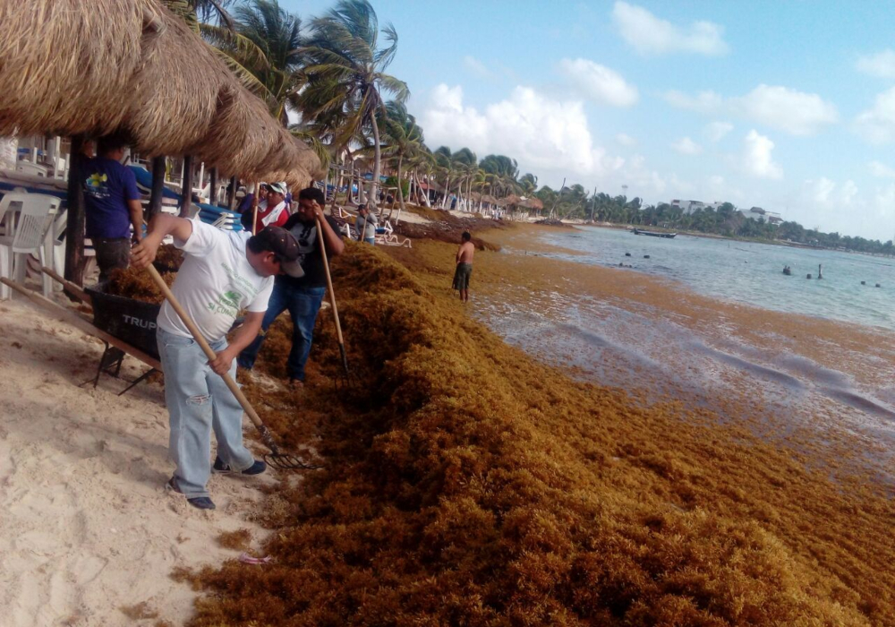 Quintana Roo se prepara para la llegada masiva de sargazo