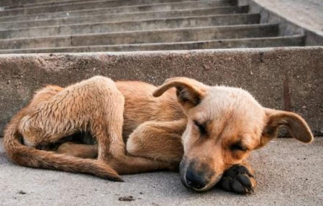 Planean rescatar a 600 mil perros sin hogar en San Luis Potosí