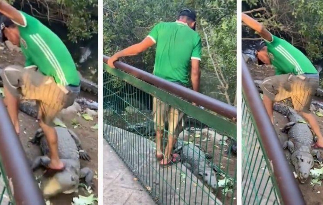 Viral: Hombre en Tamaulipas patea a cocodrilos y es atacado