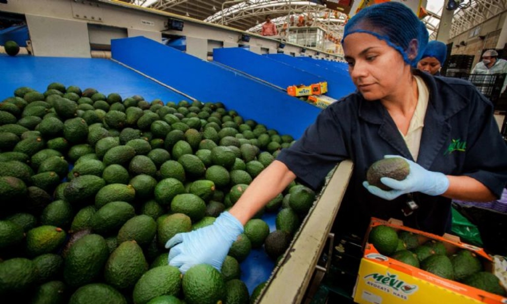 México enviará hasta 130 mil toneladas de aguacate a EUA por Super Bowl