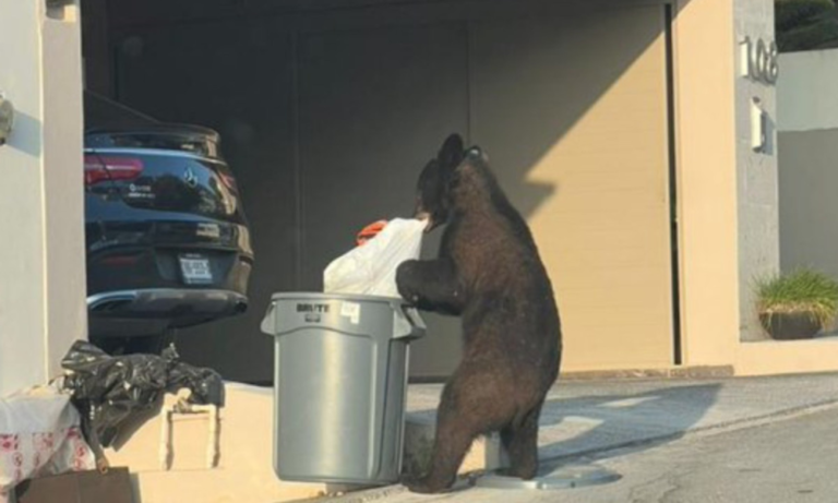 Oso es captado buscando comida al sur de Monterrey