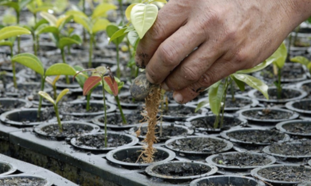 Propone Partido Verde un árbol nuevo por cada ciudadano