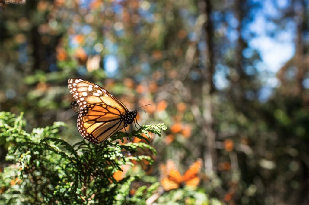 Reserva de la biosfera de la mariposa monarca es reforestada