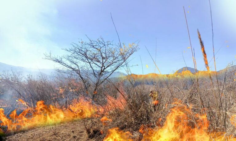 Incendios forestales mantienen en alerta a Veracruz; autoridades despliegan acciones para combatir el fuego